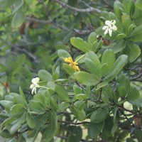 Gardenia fosbergii Tirveng.